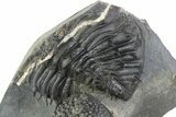 Enrolled Spiny Drotops Armatus Trilobite - Morocco #325666-4